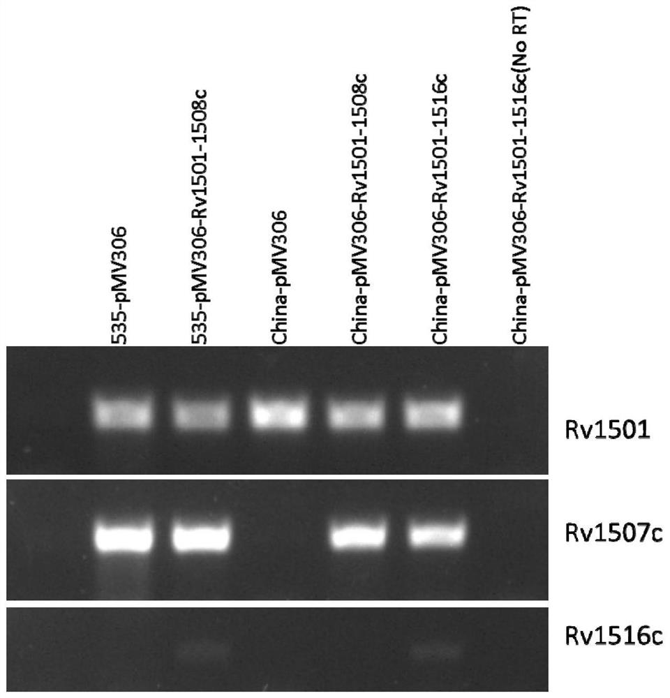 A kind of recombinant BCG and its application