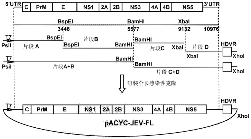 Japanese encephalitis virus (JEV) infectious clone with luciferase gene and building method and application thereof