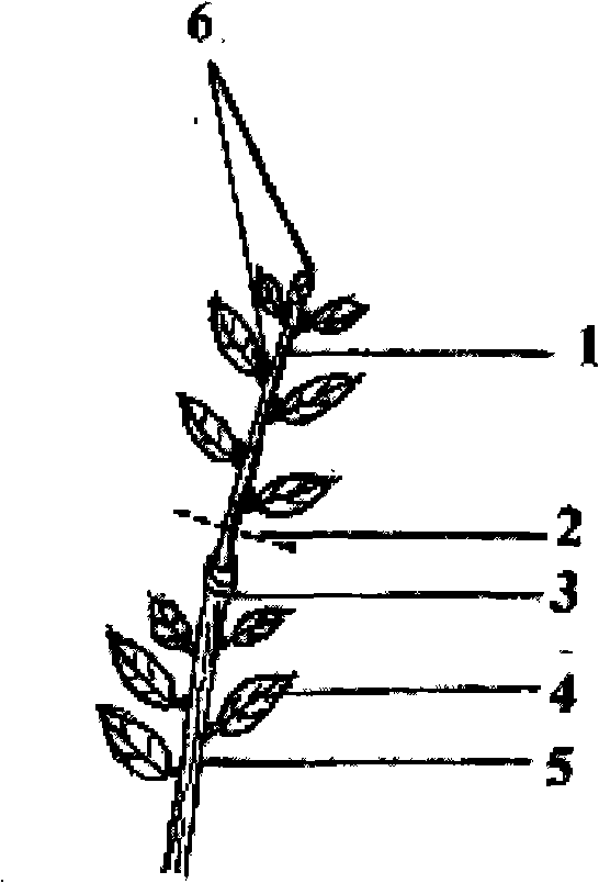 Pruning and cultivating method of Holium llicis latifoliae cion for grafting