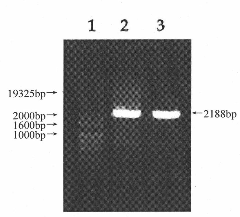 Recombinant lentivirus for carrying out targeted induction on osteogenic differentiated cell apoptosis as well as preparation method and application thereof
