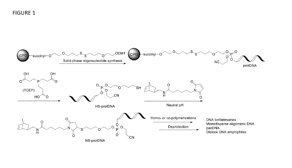 Synthesis of high density molecular DNA brushes via organic-phase ring-opening metathesis (CO)polymerization