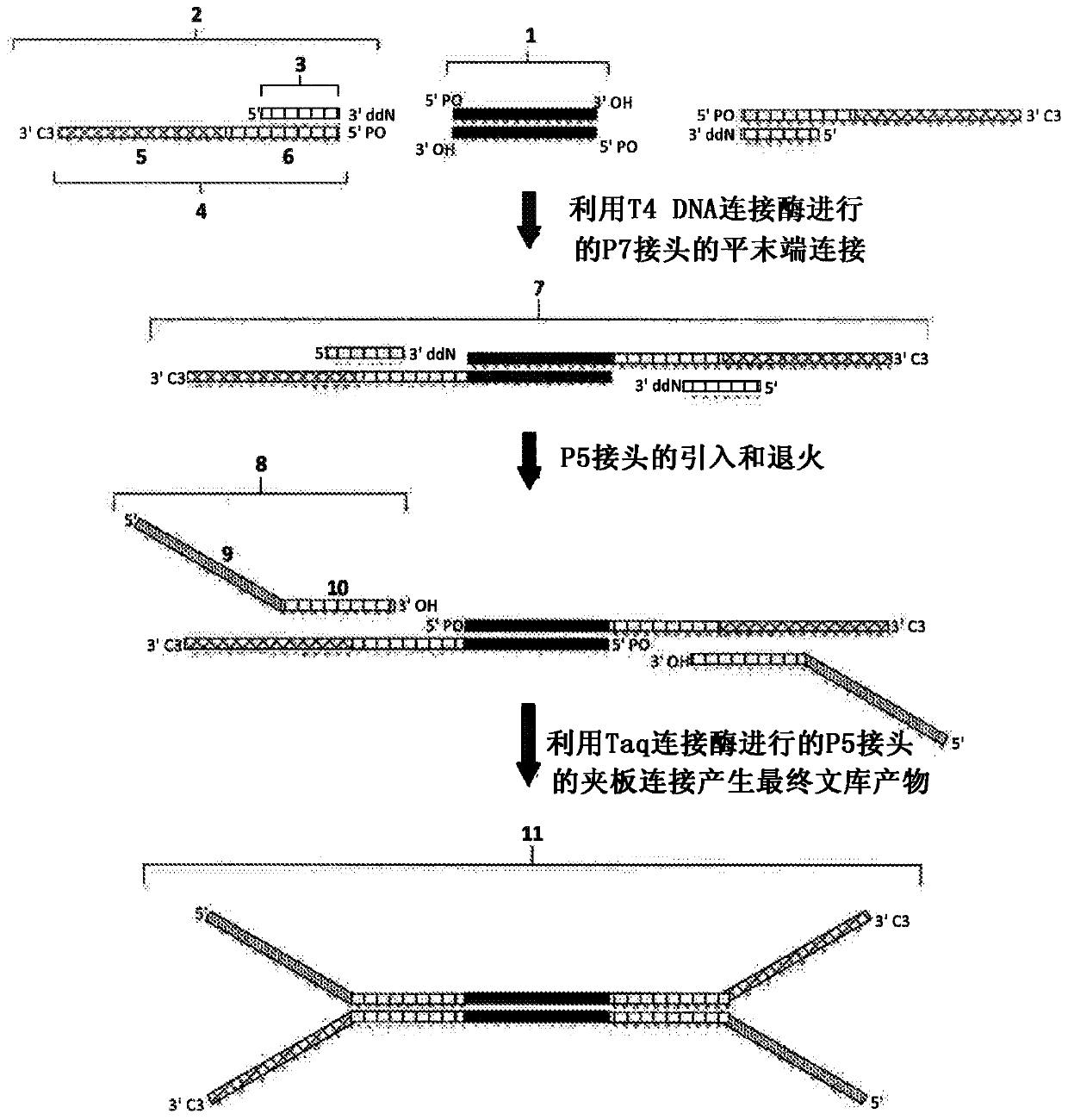 Construction of next generation sequencing (NGS) libraries using competitive strand displacement