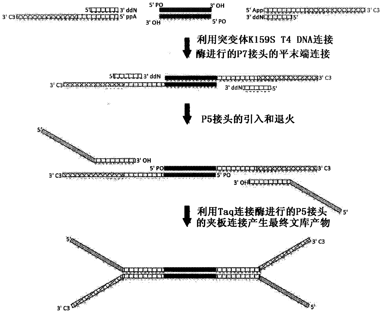 Construction of next generation sequencing (NGS) libraries using competitive strand displacement