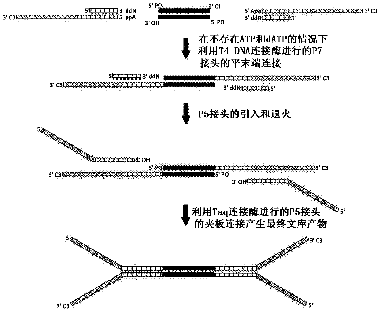 Construction of next generation sequencing (NGS) libraries using competitive strand displacement