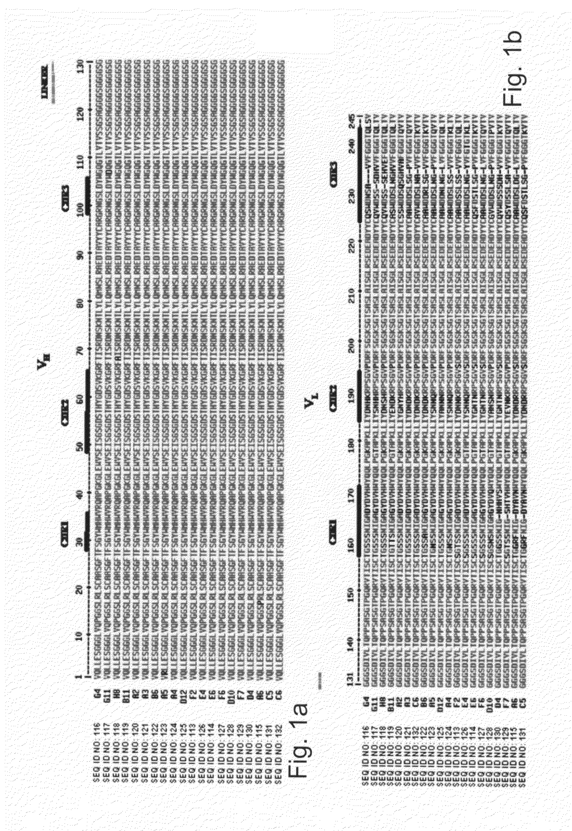 Human synthetic single-chain antibodies directed against the common epitope of mutant P53 and their uses