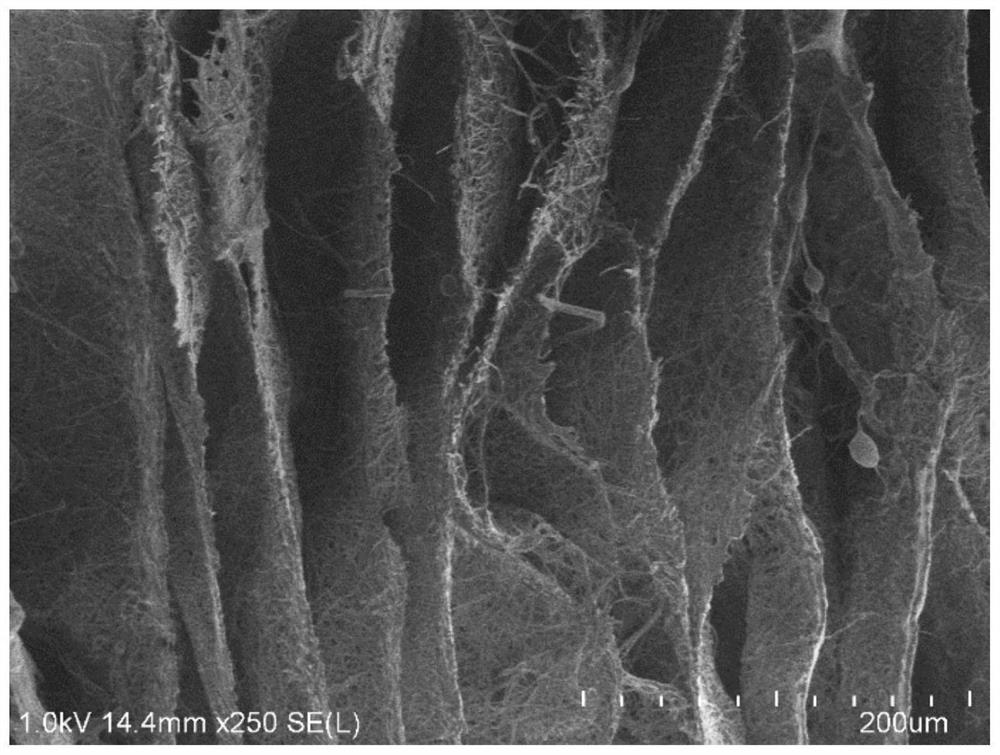 Stem cell sponge scaffold, preparation method and application