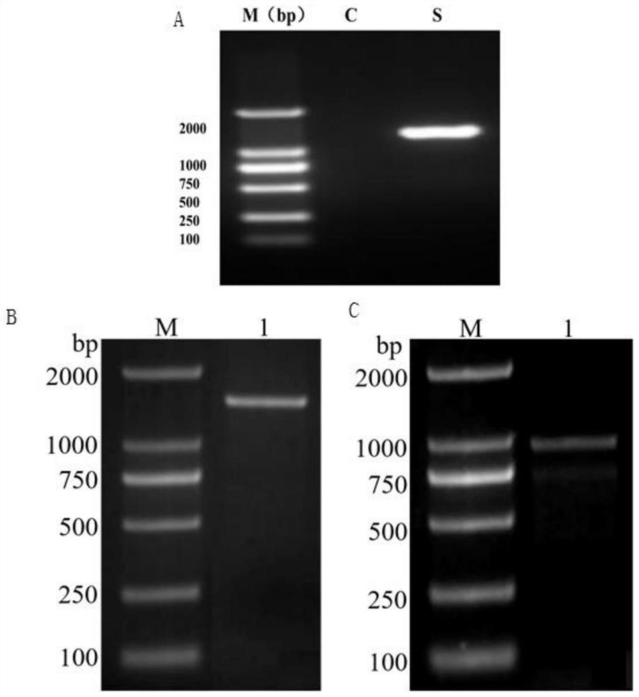 Application of saccharomyces rouxii gene in improving yield of HDMF produced by microorganisms