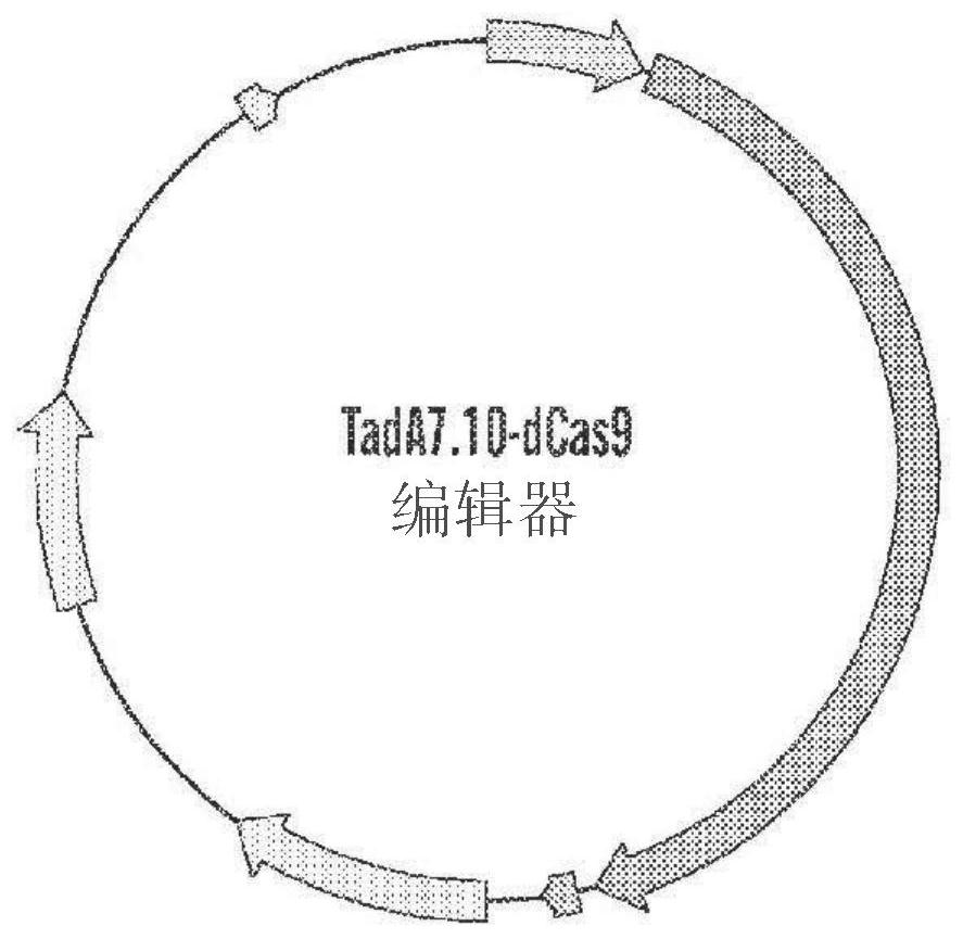 Compositions and methods for treating alpha-1 antitrypsin deficiency