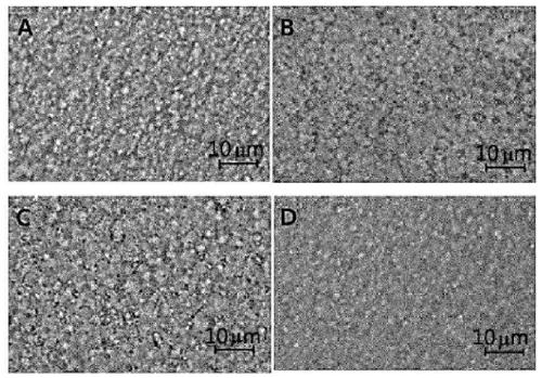 Chemically anisotropic powder and cosmetic composition containing same and having stable effect raw materials