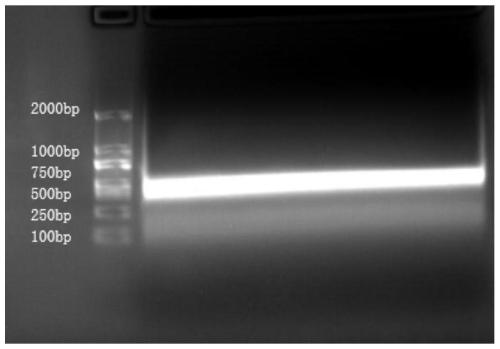 Polypeptide, CD19 single domain antibody, preparation method, nucleotide sequence and kit thereof