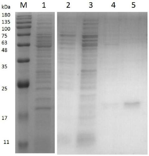 Polypeptide, CD19 single domain antibody, preparation method, nucleotide sequence and kit thereof