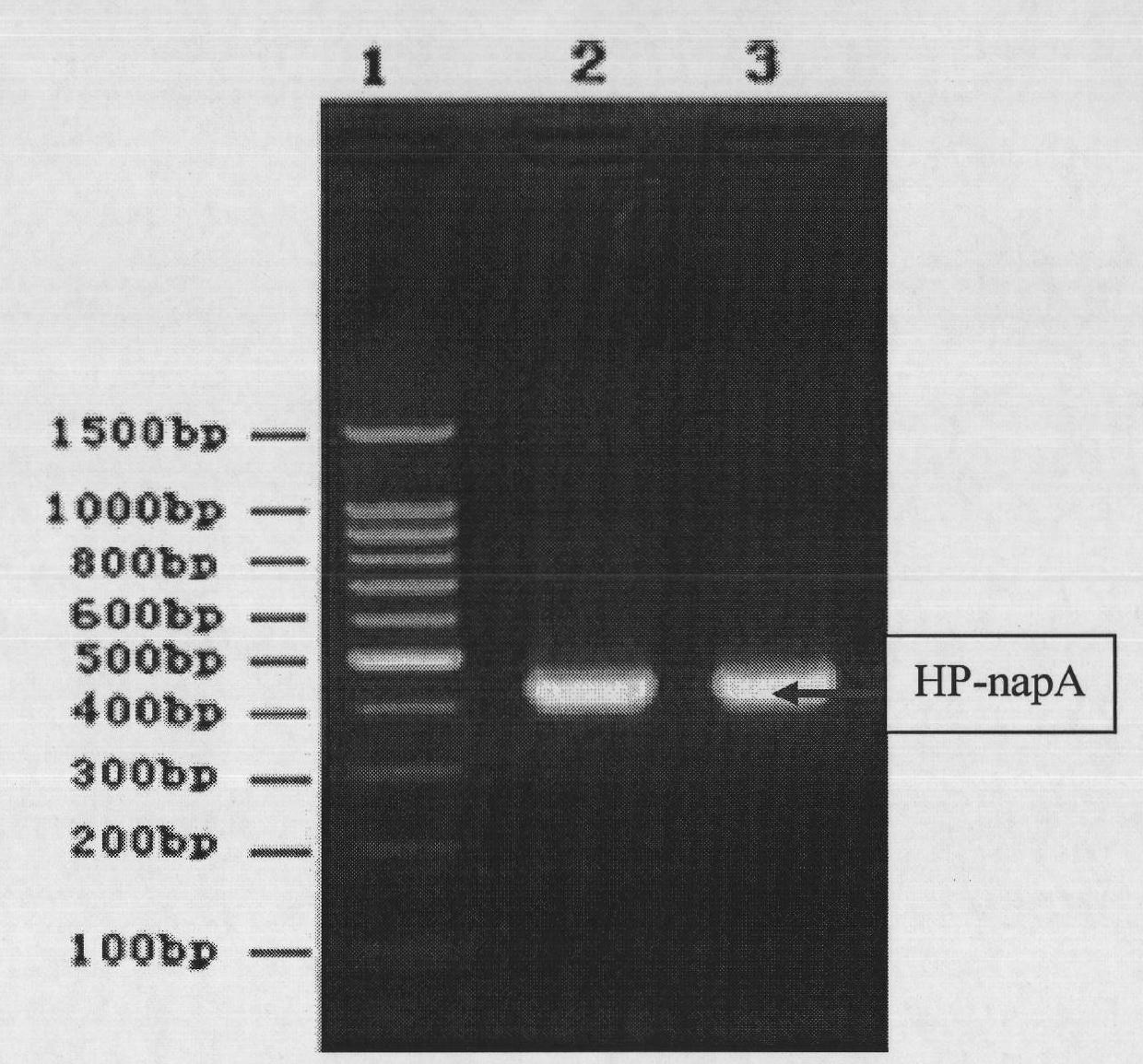 Fusion protein MBP-NAP and preparation method and application thereof