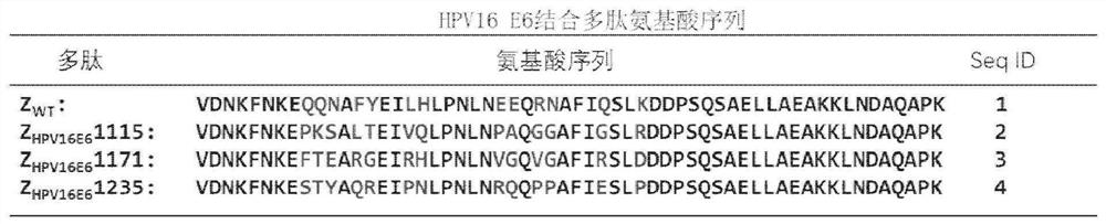 Polypeptide with binding affinity to HPV16E6 protein and application thereof