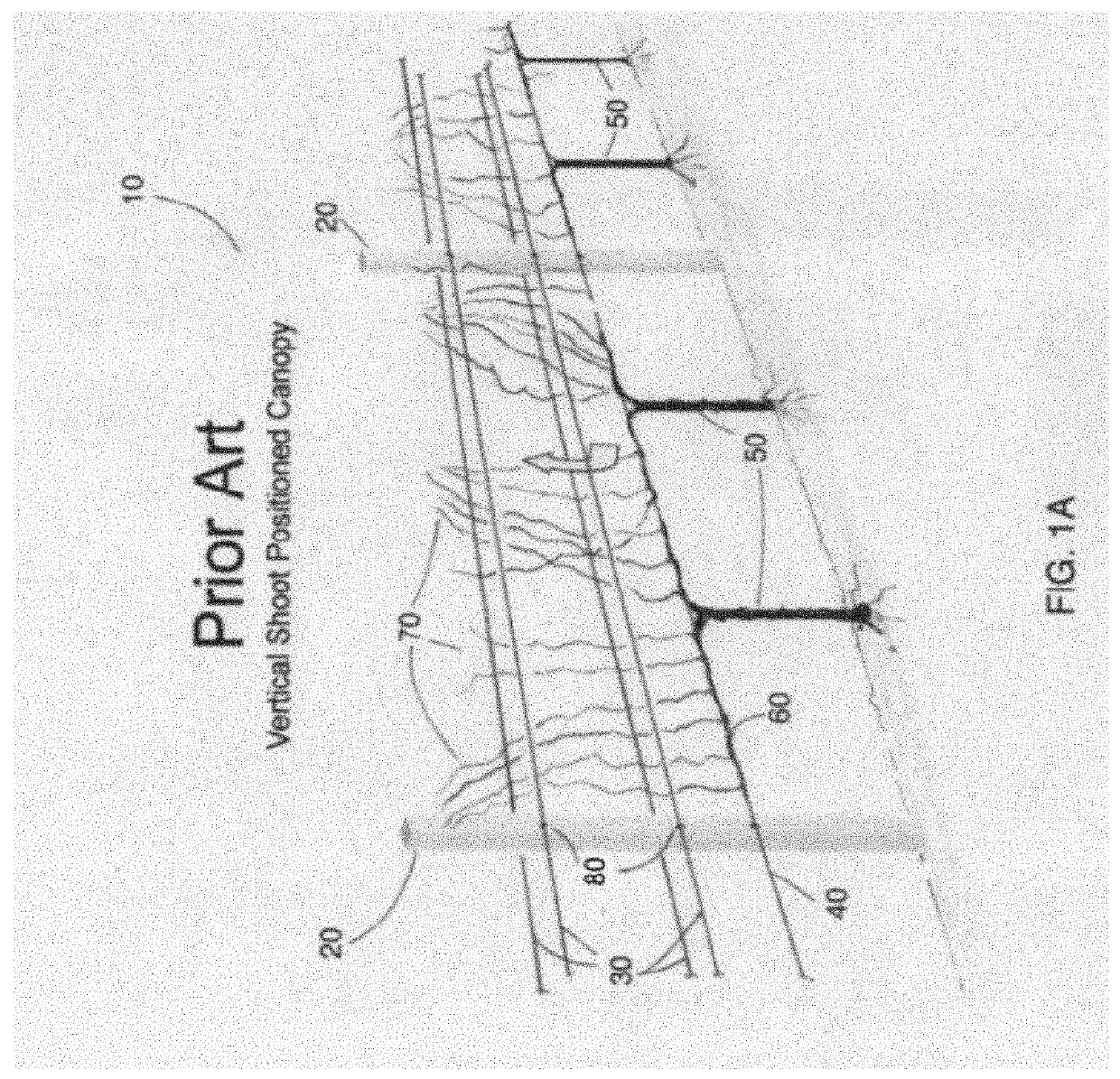 Swing arm training system for vines