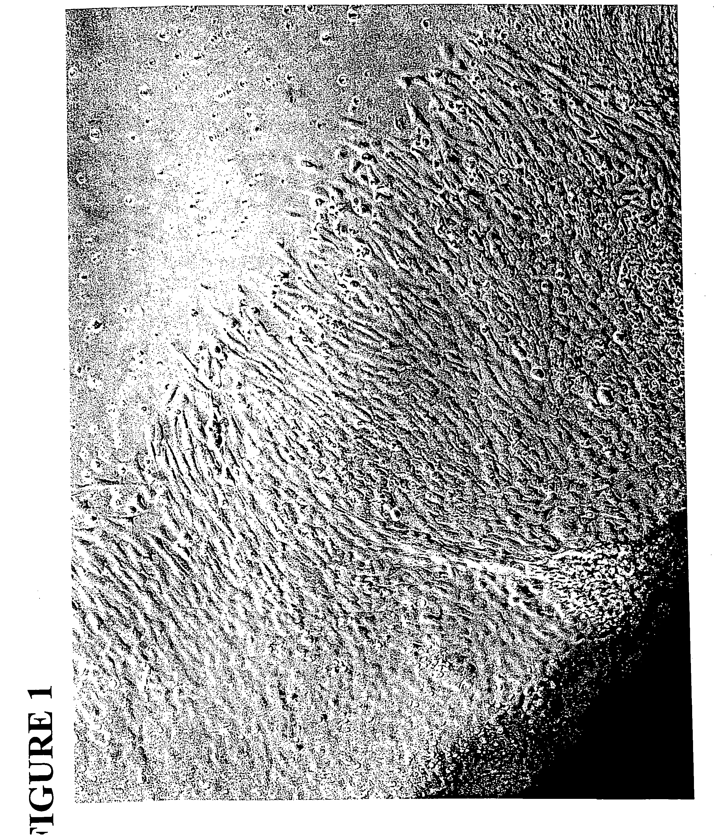 Neural crest stem cells and uses thereof