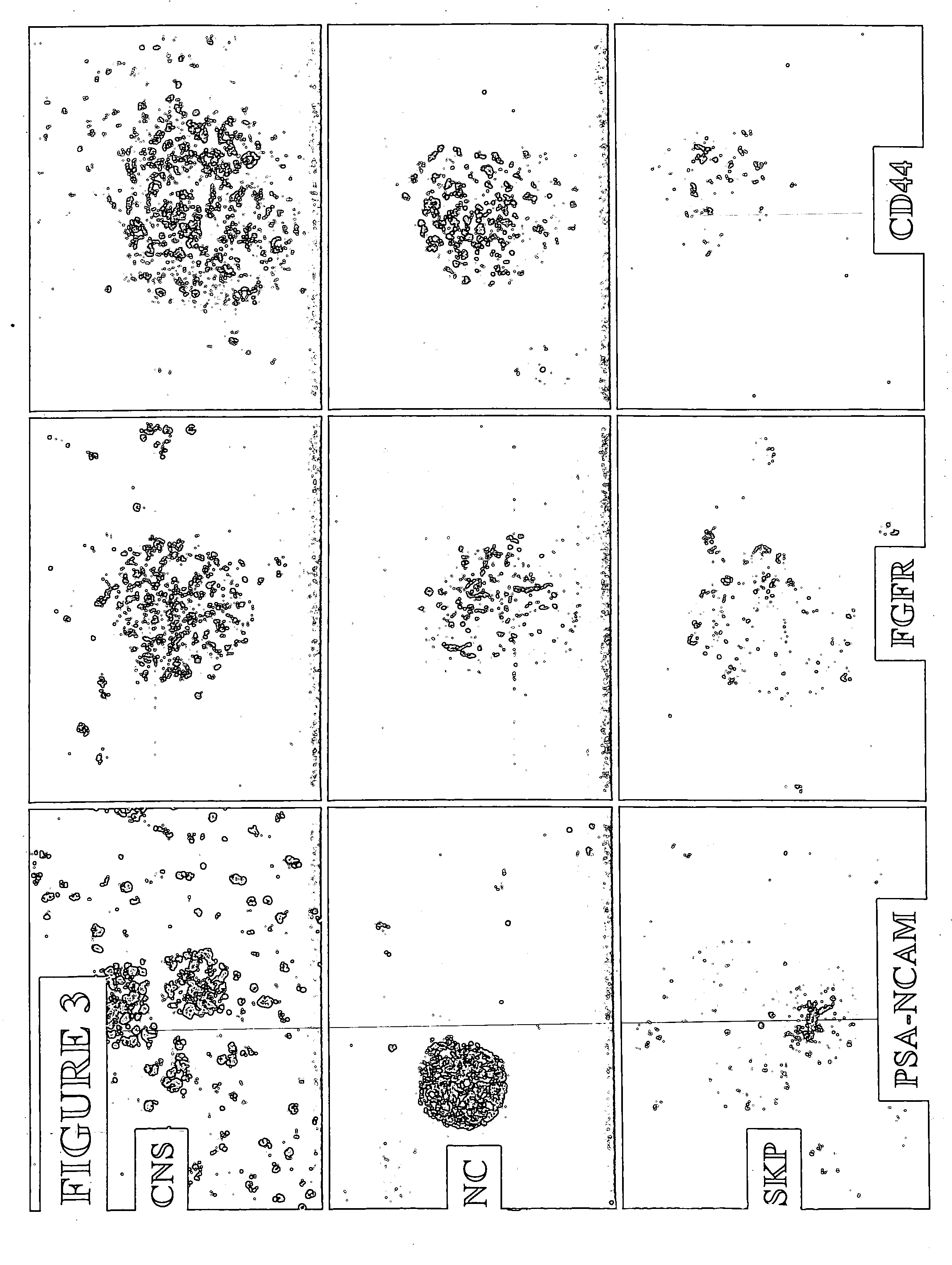 Neural crest stem cells and uses thereof