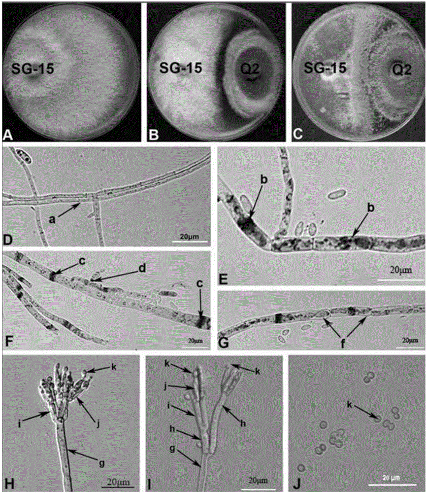 Antagonistic fungus for preventing and treating bitter gourd wilt and application thereof