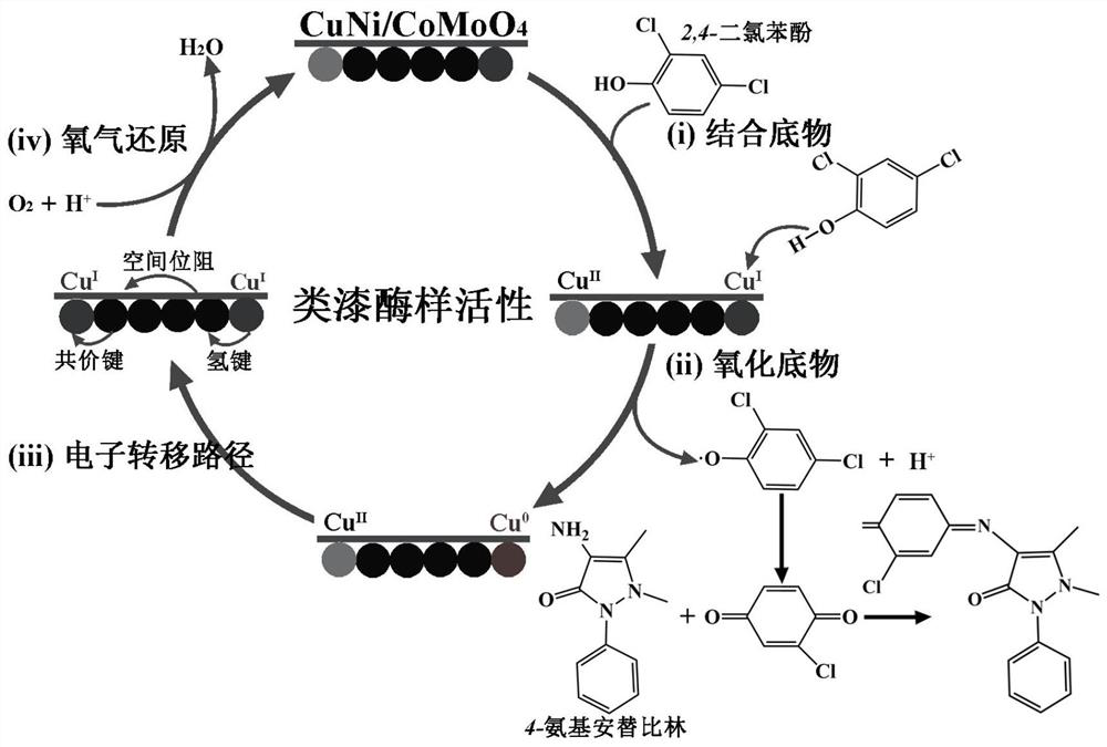Preparation method and application of multifunctional laccase-like CuNi/CoMoO4