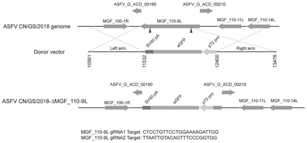 Attenuated African swine fever viral strain with deficient natural immunosuppression genes and application