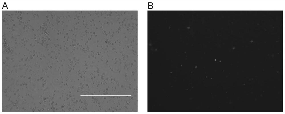 Attenuated African swine fever viral strain with deficient natural immunosuppression genes and application