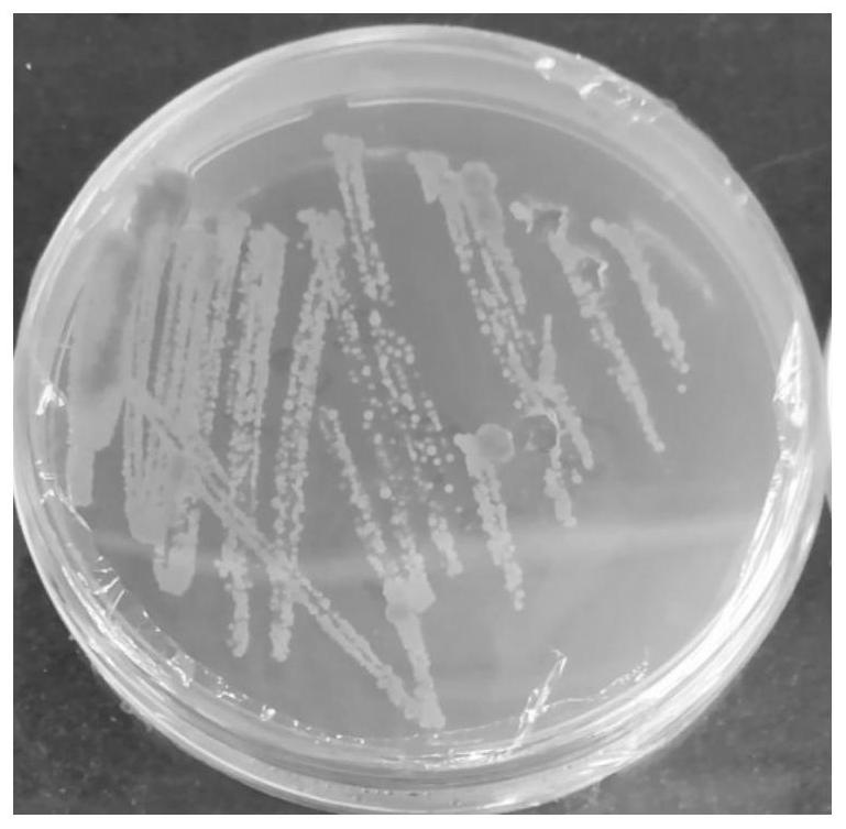 A kind of Micromonospora tmd166 and its application