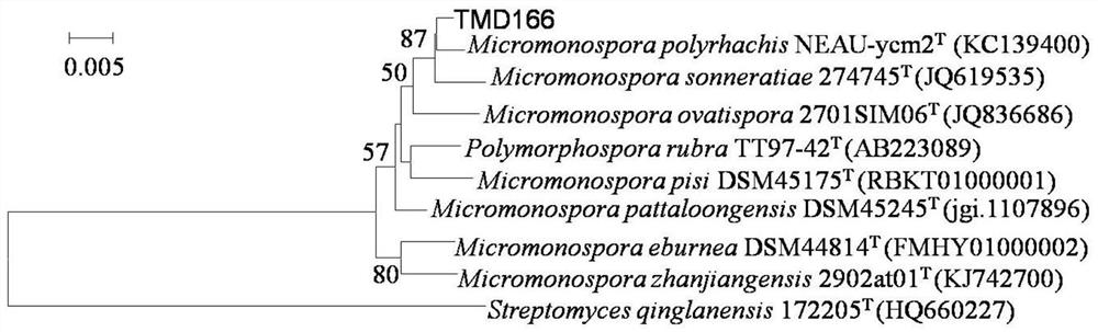 A kind of Micromonospora tmd166 and its application