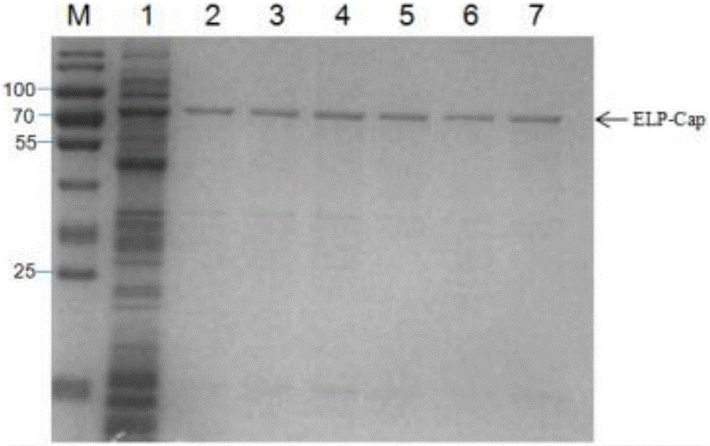 Method for purifying recombinant porcine circovirus 2 type Cap protein