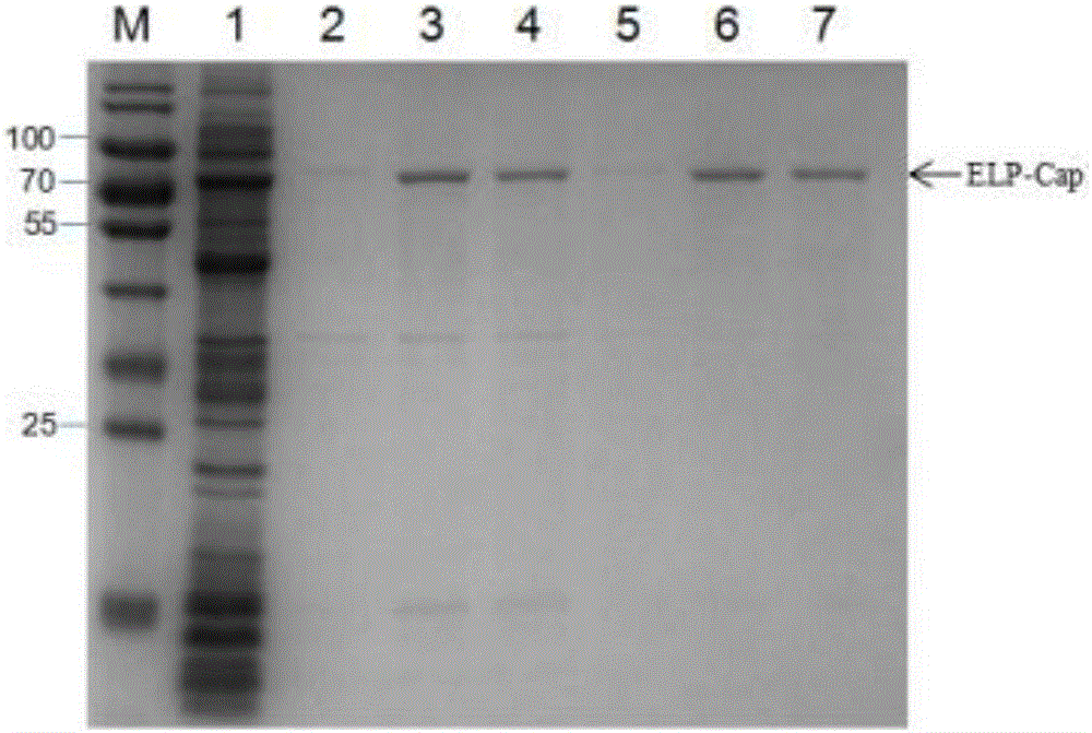 Method for purifying recombinant porcine circovirus 2 type Cap protein