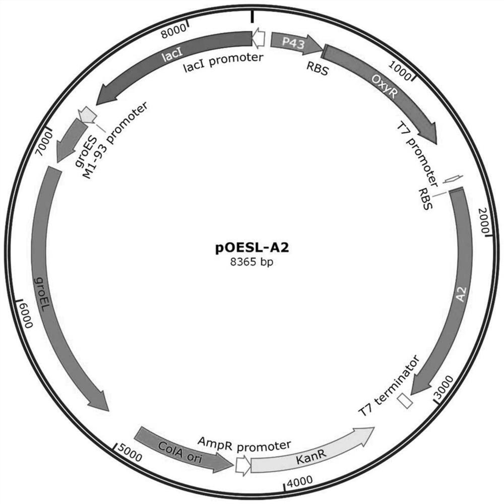 Recombinant plasmid for producing oxalate decarboxylase, Escherichia coli expression system, method and application