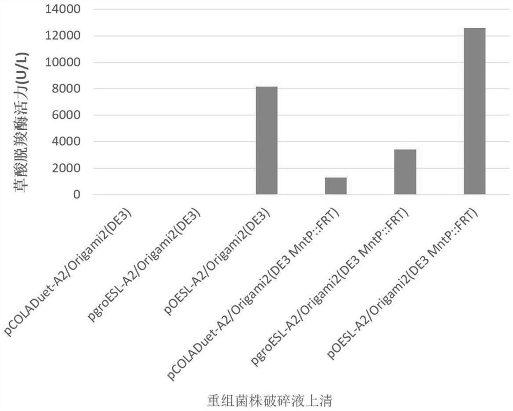 Recombinant plasmid for producing oxalate decarboxylase, Escherichia coli expression system, method and application