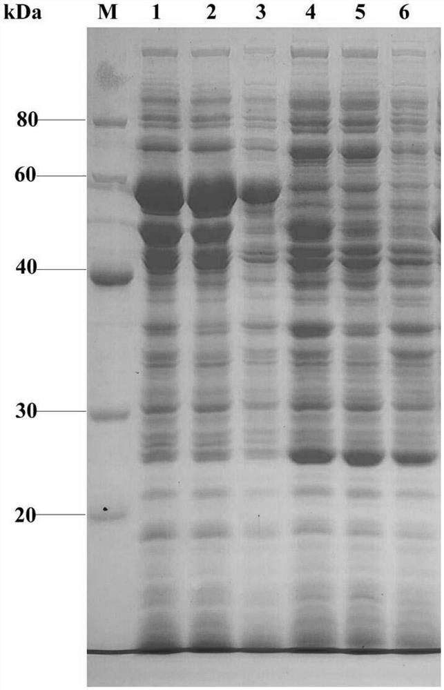 Recombinant plasmid for producing oxalate decarboxylase, Escherichia coli expression system, method and application