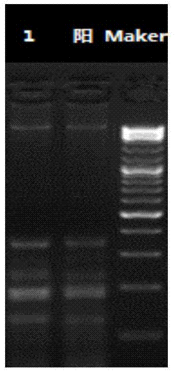 Method and kit for quality appraisal for amplification products after single cell genome amplification