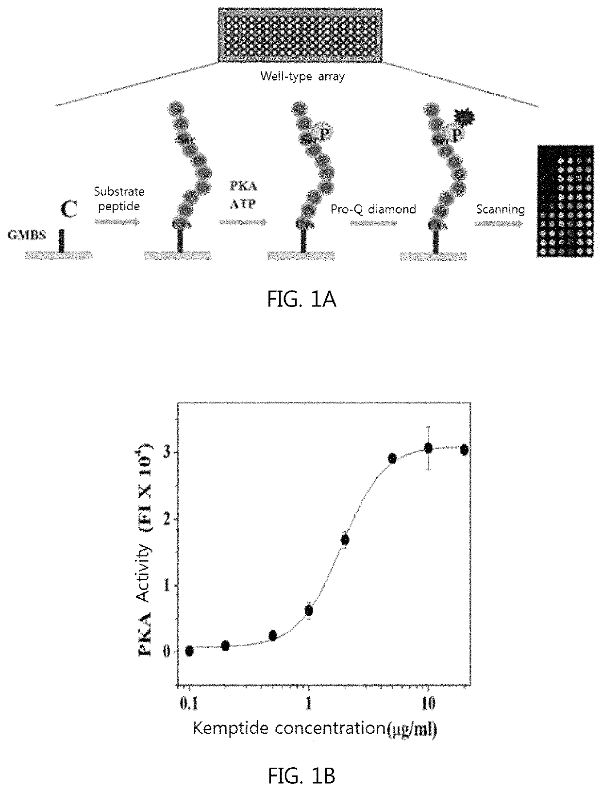 Method for measuring protein kinase activity and kit for same