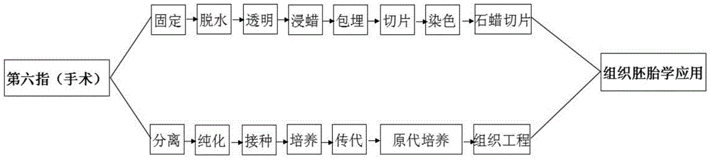 An application method of the sixth finger in histology and embryology experiment teaching