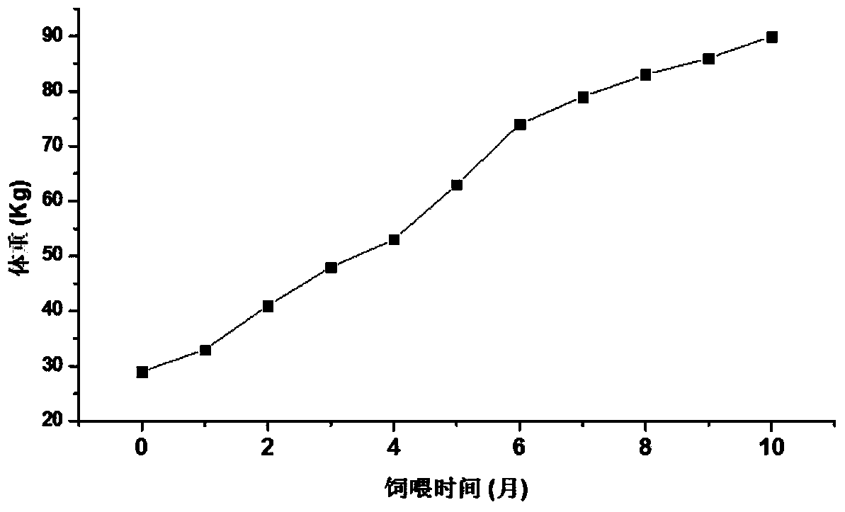 Preparing method for small-sized pig 2-type diabetes model