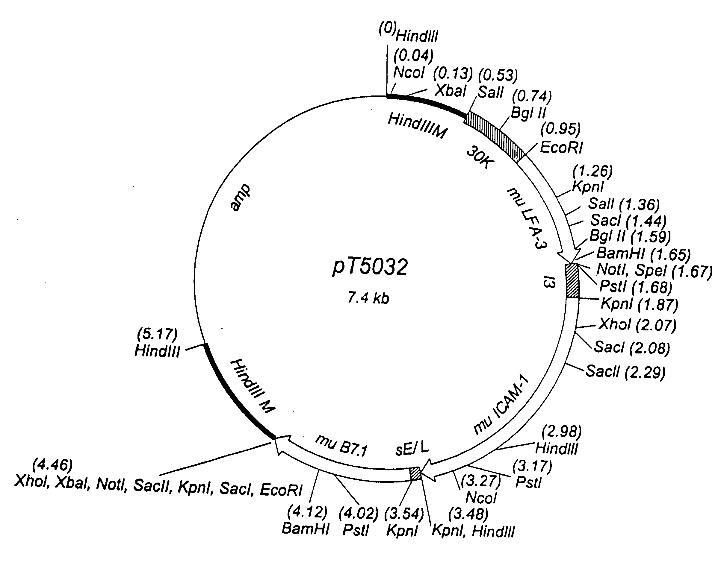 Recombinant vector expressing multiple costimulatory molecules and uses thereof