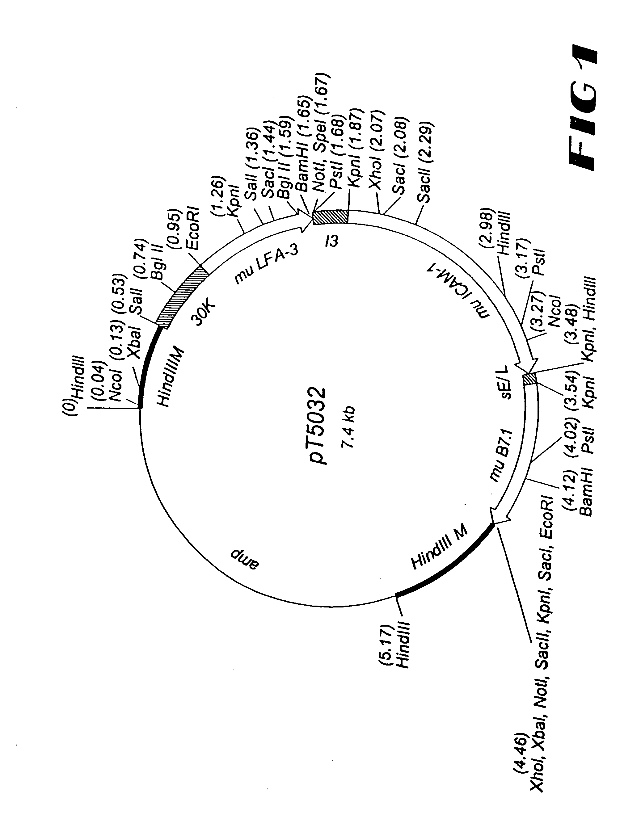 Recombinant vector expressing multiple costimulatory molecules and uses thereof