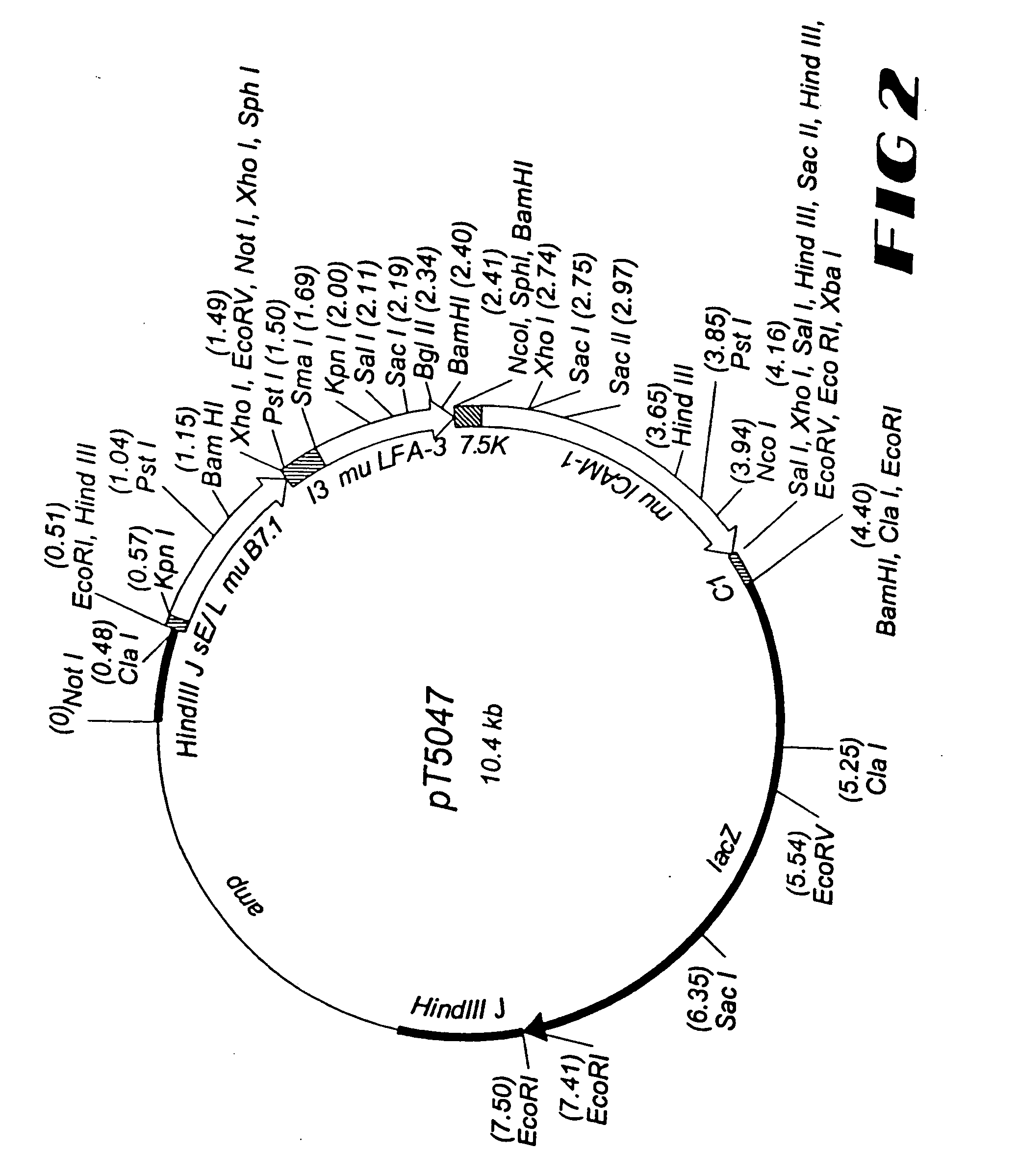 Recombinant vector expressing multiple costimulatory molecules and uses thereof