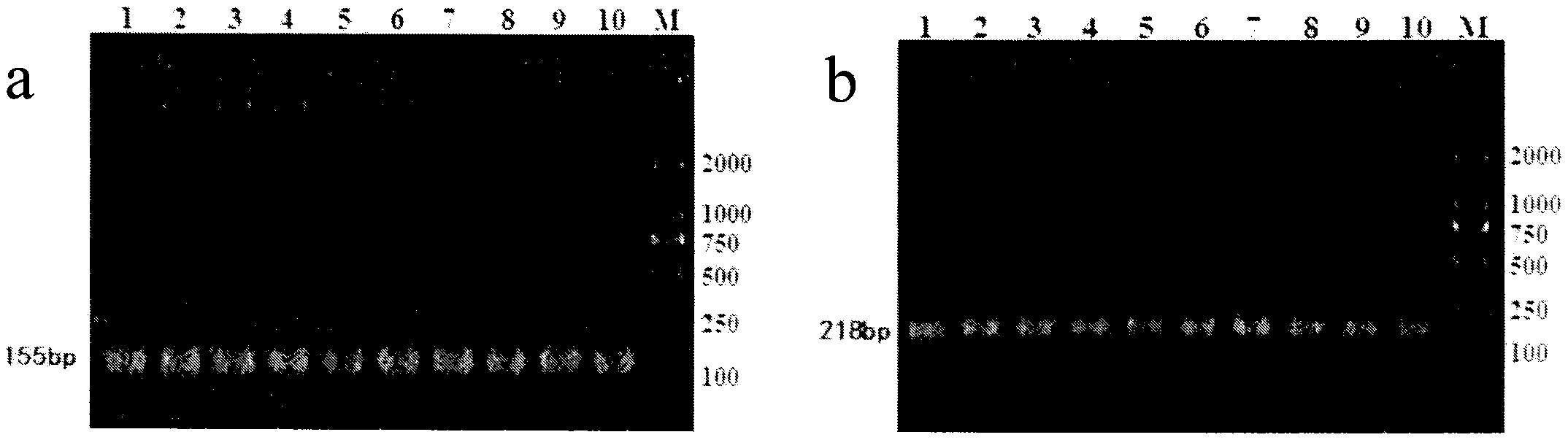 Molecular marker method for breeding meat performance of Aletail sheep and application thereof