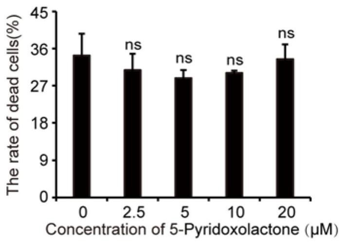 Application of 5-Pyridoxolactone in preparation of medicine for treating bombyx mori nuclear polyhedrosis virus (BmNPV)