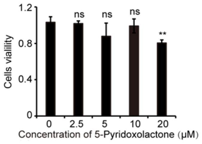 Application of 5-Pyridoxolactone in preparation of medicine for treating bombyx mori nuclear polyhedrosis virus (BmNPV)
