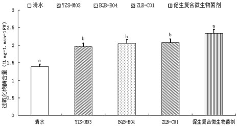 Growth-promoting compound microbial agent and application thereof