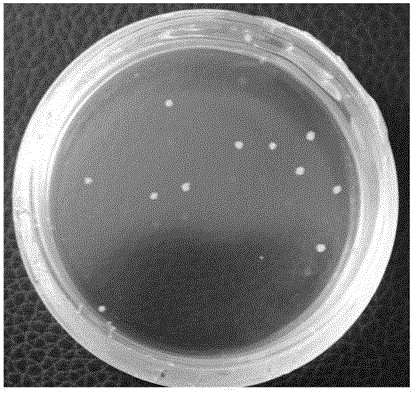 Method for preparing monoclonal hybrid tumors