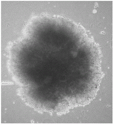 Method for preparing monoclonal hybrid tumors