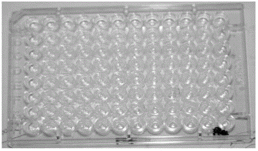 Method for preparing monoclonal hybrid tumors