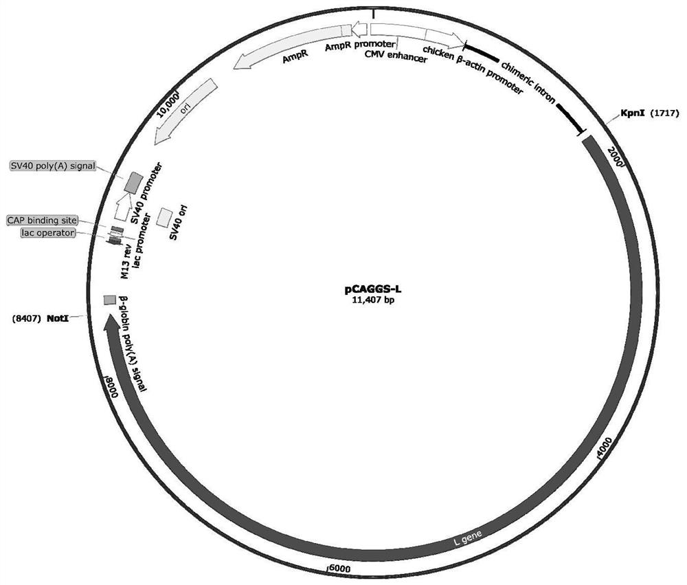 Construction method of recombinant sendai virus and application