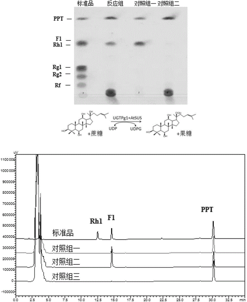 Novel catalytic system for preparing rare ginsenosides and application thereof
