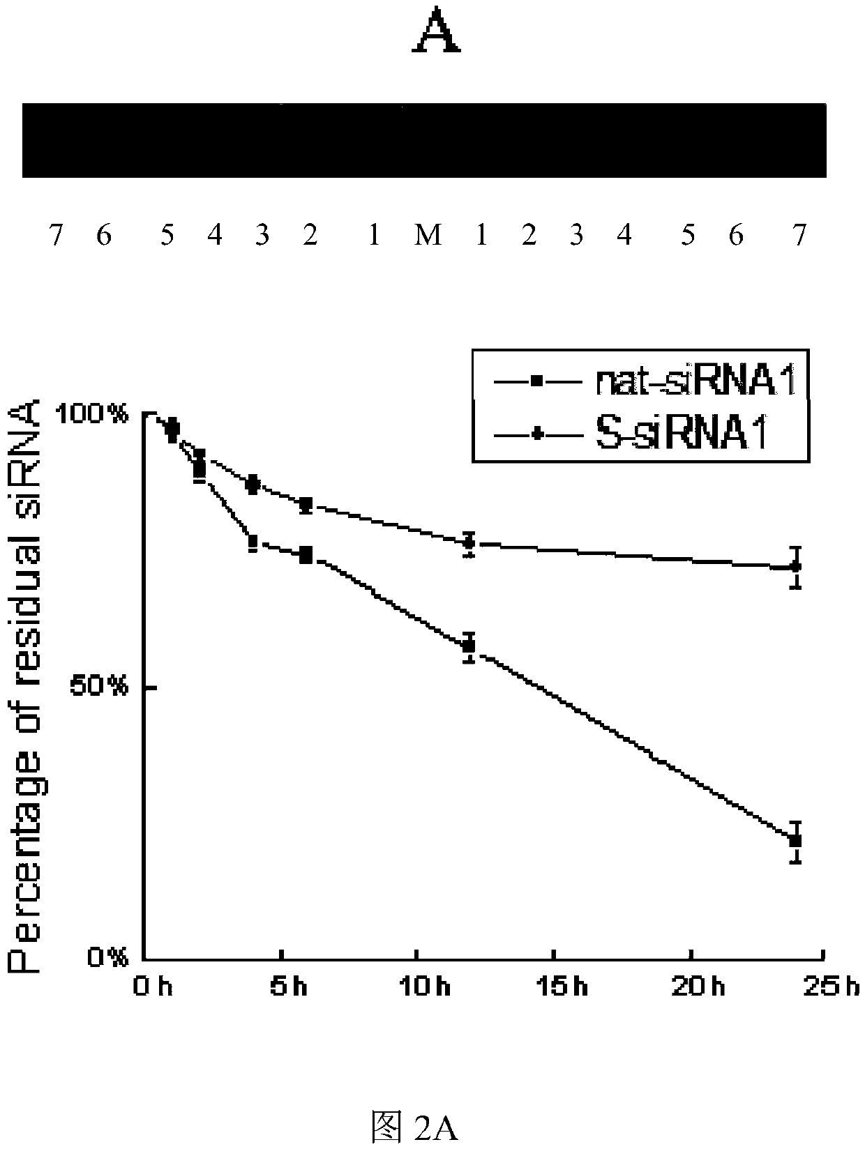 siRNA with silencing activity on PLK1 gene and high serum stability and application thereof