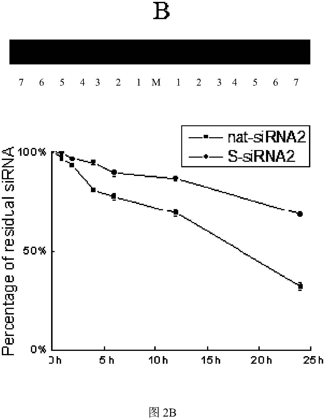 siRNA with silencing activity on PLK1 gene and high serum stability and application thereof