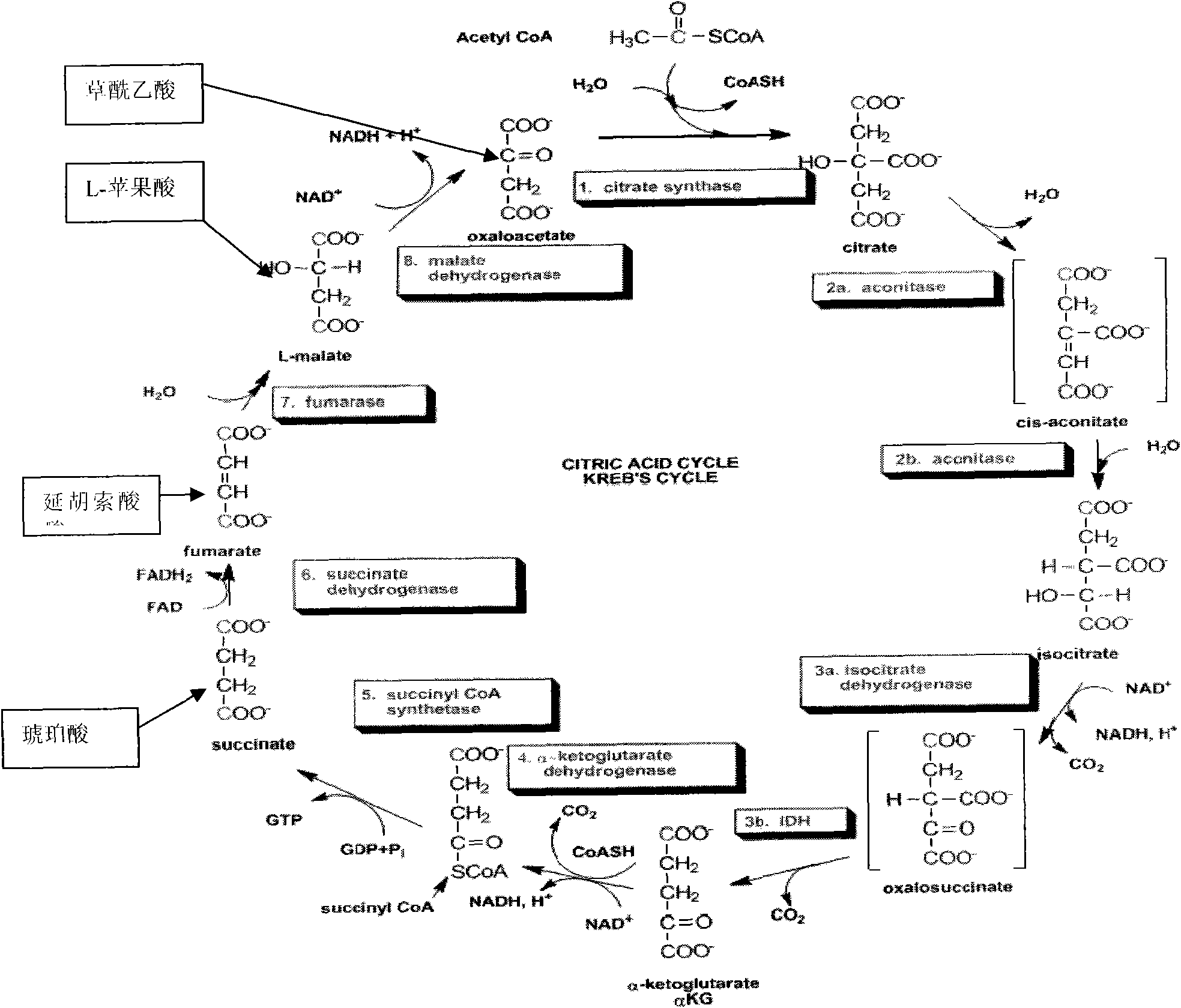 Application of tetra-carbonic acid or salt thereof to preparing 2-keto-L-gulonic acid in tricarboxylic acid cycle
